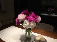 021a6740-20160522 božuri u vazi.jpg